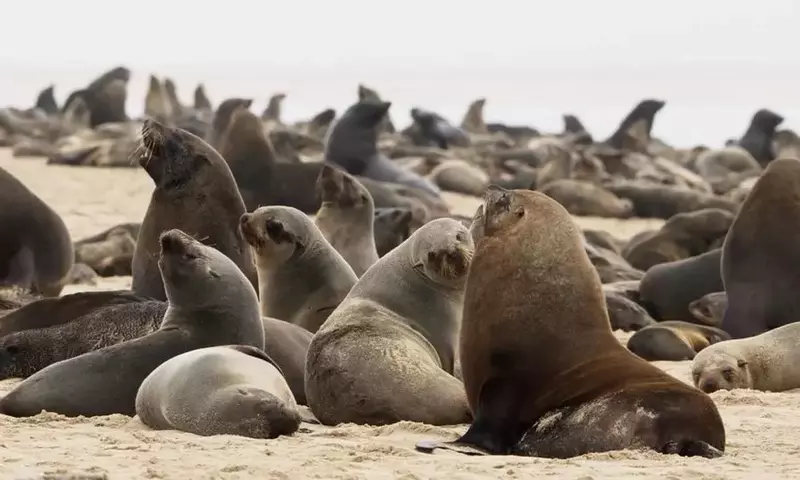Meeresmüll-Krise: Robben in Plastikfallen und Wege aus der Umweltkatastrophe