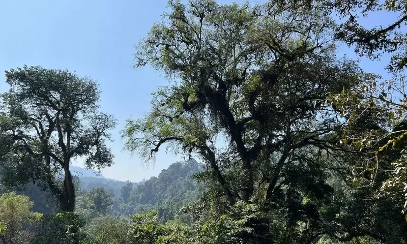Wildkaffee aus Äthiopien: Die EU-Verordnung und ihre Auswirkungen auf Kleinbauern