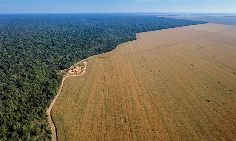 Die schattige Seite des Sojaanbaus: Entwaldung und Landkonflikte in Brasilien