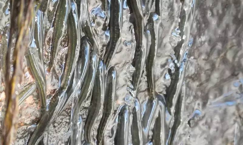 Die wundersame Kletterleistung der kongolesischen Flussfische