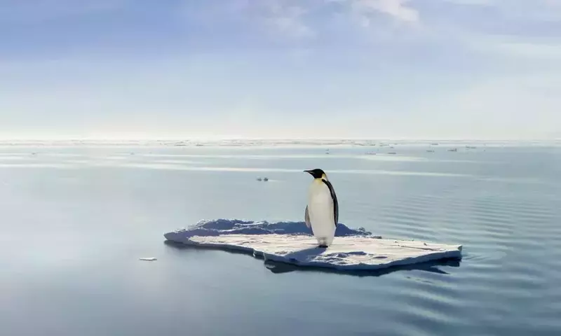 Kaiserpinguine: Vom Eis bedroht – Ein Ruf zum Handeln