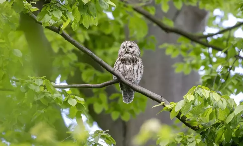 Die beruhigende Wirkung heimischer Waldgeräusche: Eine Studie enthüllt