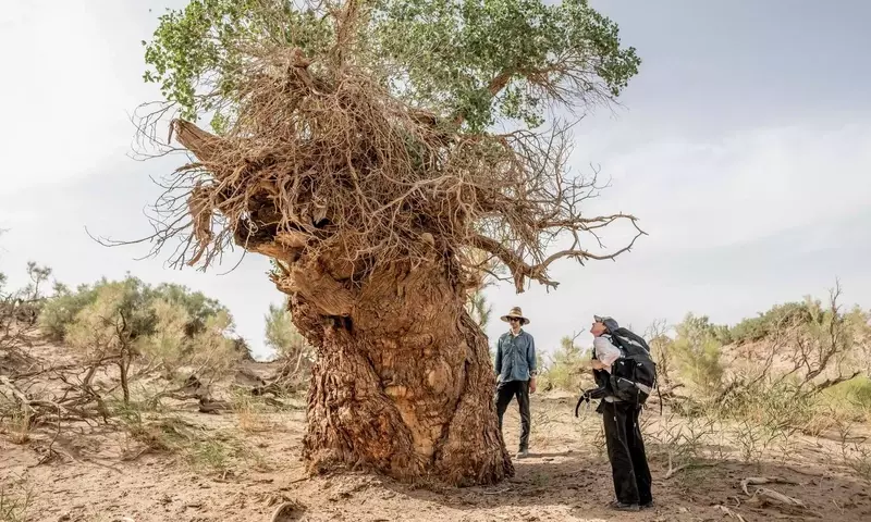 Die geheimnisvolle Macht der Pilz-Netzwerke im Untergrund