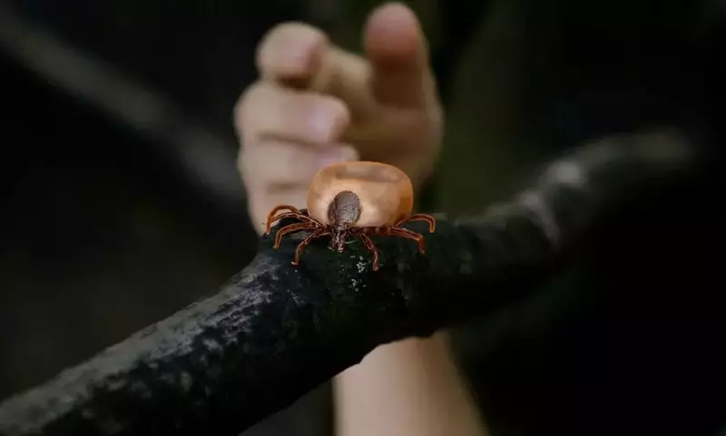 Schutz vor Zecken: Umfassende Strategien gegen Borreliose und FSME