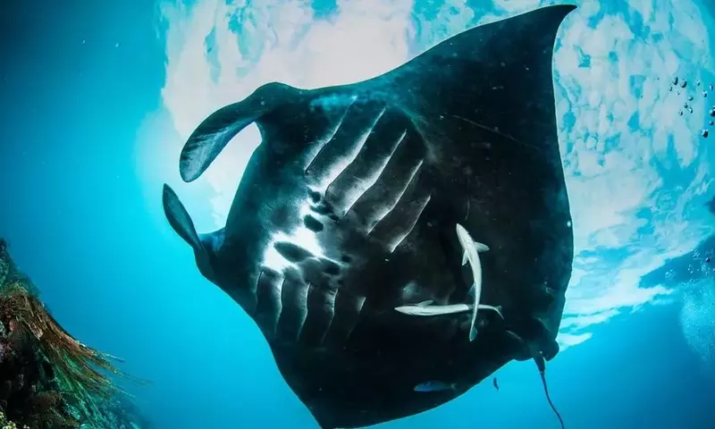 Raja Ampat: Ein Korallenparadies kämpft gegen Umweltzerstörung