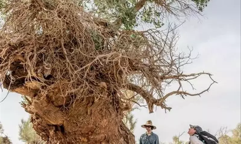 Die verborgenen Herrscher: Pilz-Netzwerke als Schl￼ssel zum Überleben