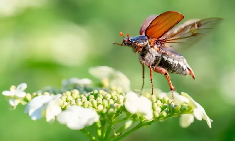 Massenauftritt der Maikäfer im Hessischen Ried erwartet