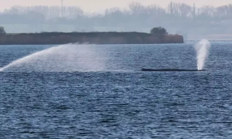 Gestrandeter Wal: Keine Gefahr für Umwelt in der Wismarbucht