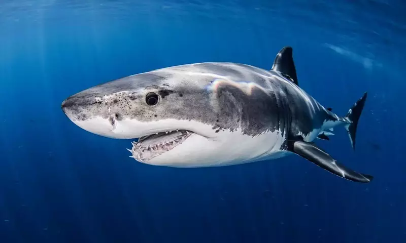 Klimawandel: Auswirkungen warmer Meere auf Raubfische