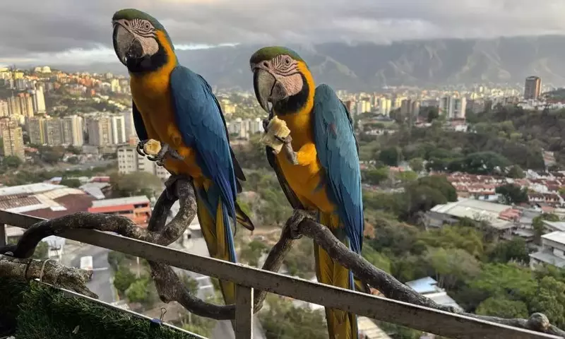Caracas' Vibrant Macaws Face Habitat Loss Amid Urban Renewal