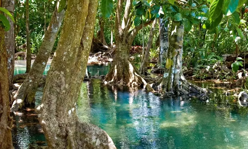 Thailands K&uuml;stenverteidigung: Die R&uuml;ckkehr der Mangrovenw&auml;lder