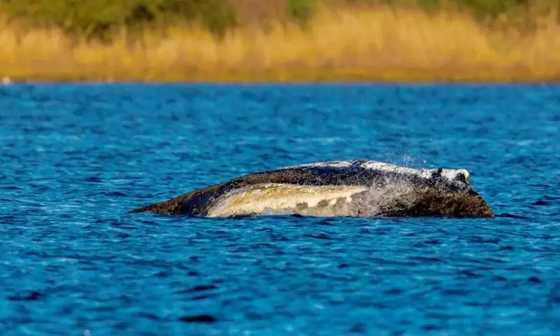 Buckelwal vor Poel: Ein Kampf ums Überleben in der Ostsee