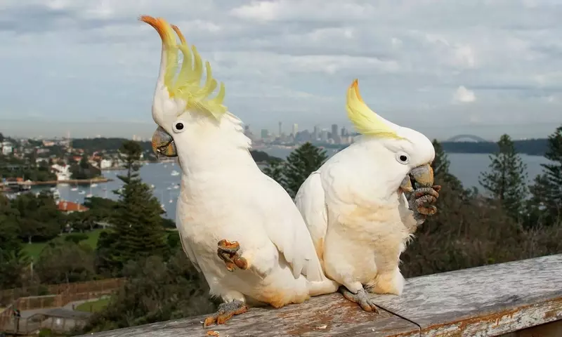 Anpassung der Tierwelt im Anthropozän: Herausforderungen und Erfolge