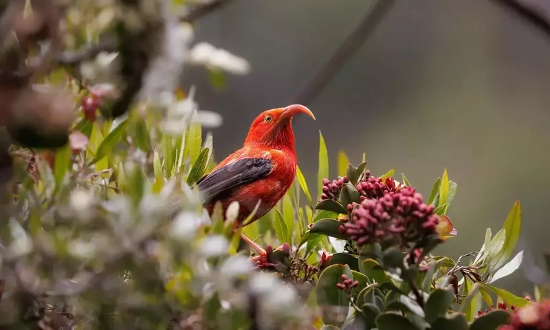 Vögel, die Nistmaterial stehlen: Eine wissenschaftliche Analyse des Kleptoparasitismus