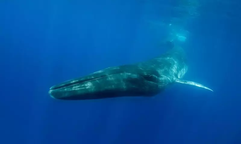 Das Schicksal der Wale: Zwischen öffentlichem Interesse und globaler Bedrohung