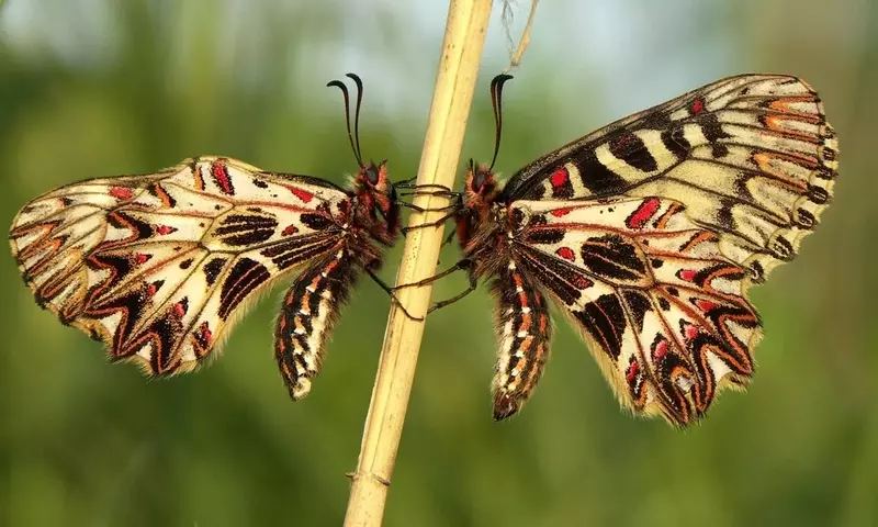 Die verborgene Stärke der Schmetterlinge: Eine Unterhaltung mit Marion Jaros