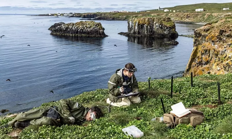 Island: Studierende retten Papageientaucher
