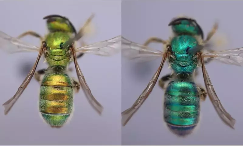 Bienen passen Farbe an Wetter an