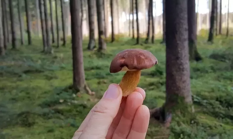 Herbstliche Aromen: Ein Wegweiser für nachhaltigen Genuss