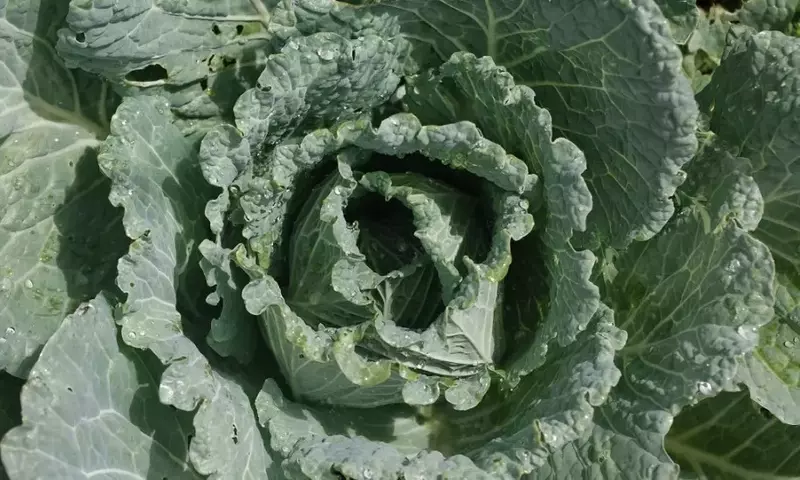 Saisonal und nachhaltig durch den Winter: Eine kulinarische Entdeckungsreise