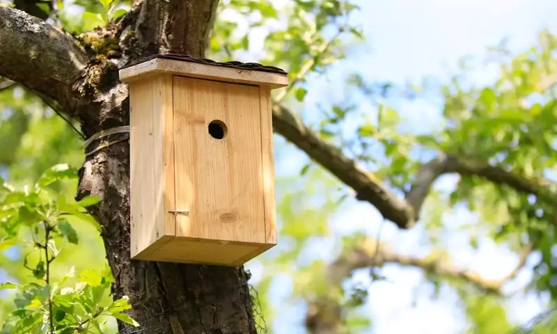 Den Nistkasten erkennen: Ein umfassender Leitfaden zur Vogelbeobachtung