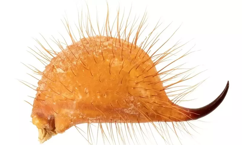 Skorpione: Meister der Metallnutzung für Überleben und Jagd