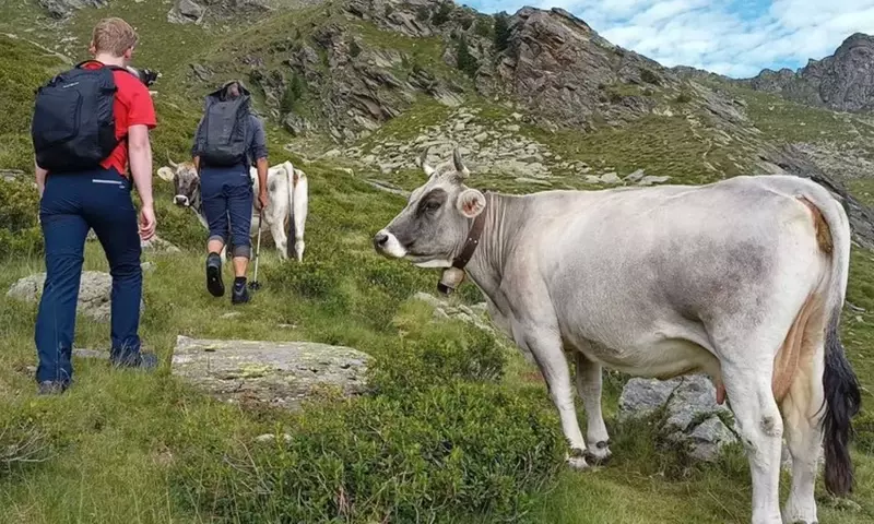 Sichere Begegnungen: Umgang mit Weidetieren beim Wandern