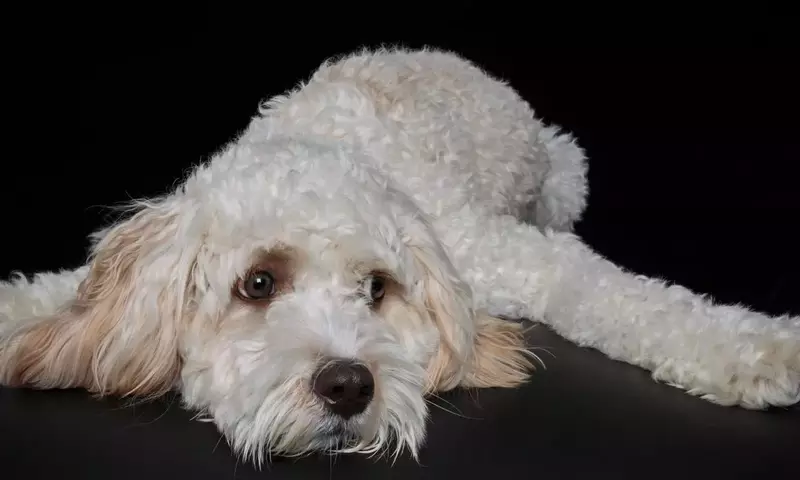 Gehirnentwicklung bei Hunden: Domestikation und ihre Auswirkungen