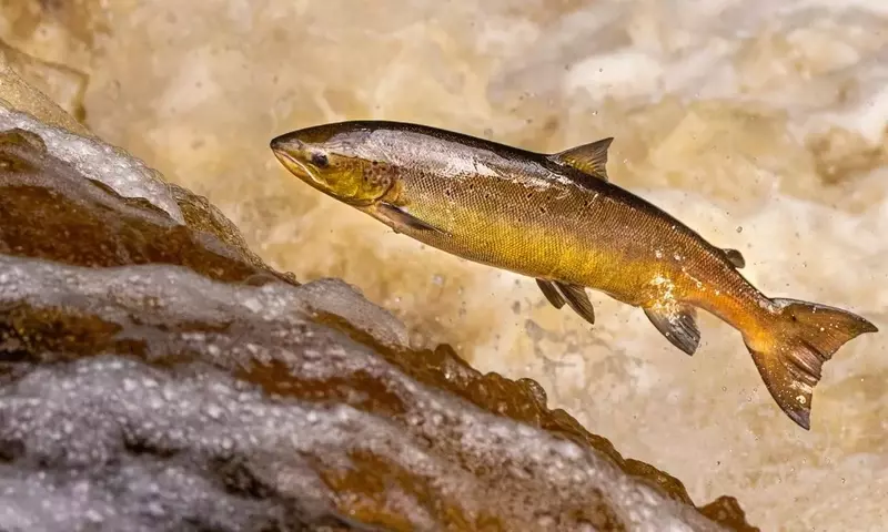 Kokainrückstände beeinflussen Wanderverhalten von Lachsen