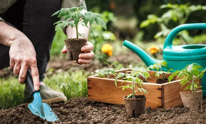 Tomaten erfolgreich anbauen: Ein umfassender Leitfaden für Standort, Pflege und Ernte