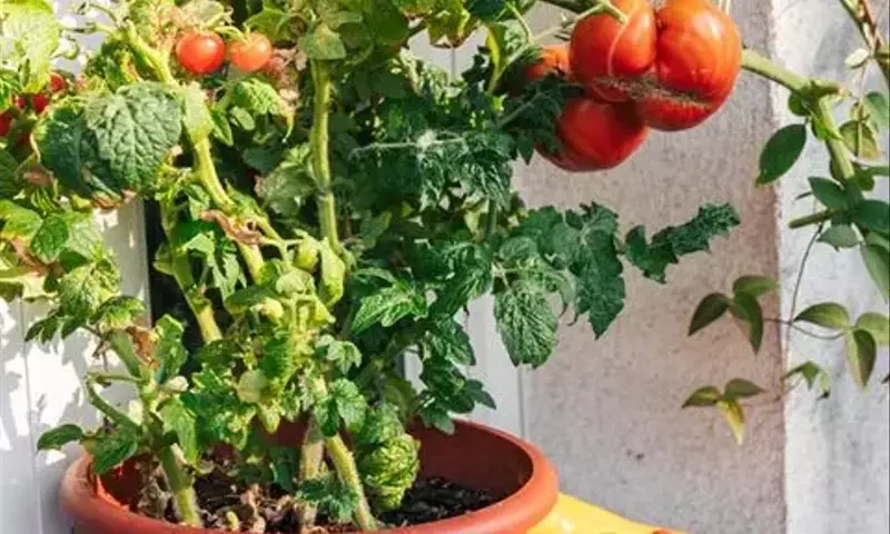 Bokashi-Kompostierung: Küchenabfälle in fruchtbare Tomatenerde verwandeln