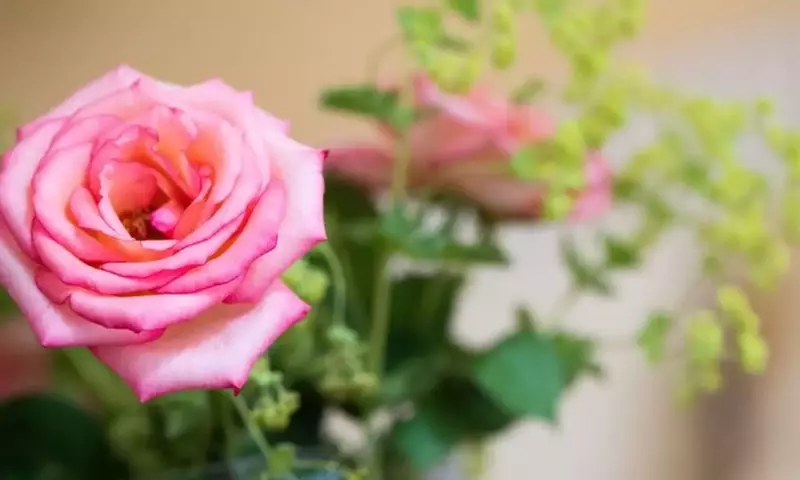 Achtung Pollen: Welche Blumen für Allergiker unbedenklich sind