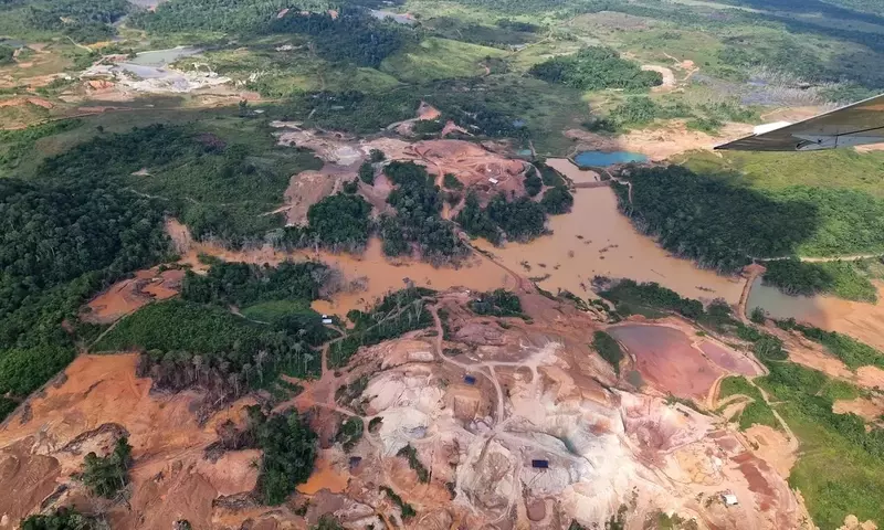 Abholzung des Amazonas-Regenwaldes: Eine globale Herausforderung