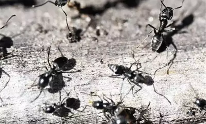 Kampf gegen invasive Ameisenart: Karlsruhe und die Große Drüsenameise
