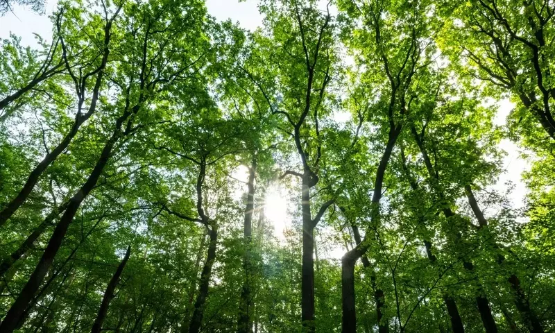 Deutsche Wälder weiterhin unter Dürrestress