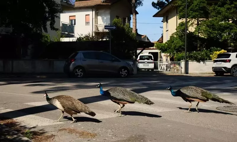 Die Pfauenplage in Punta Marina: Eine Herausforderung für das Zusammenleben