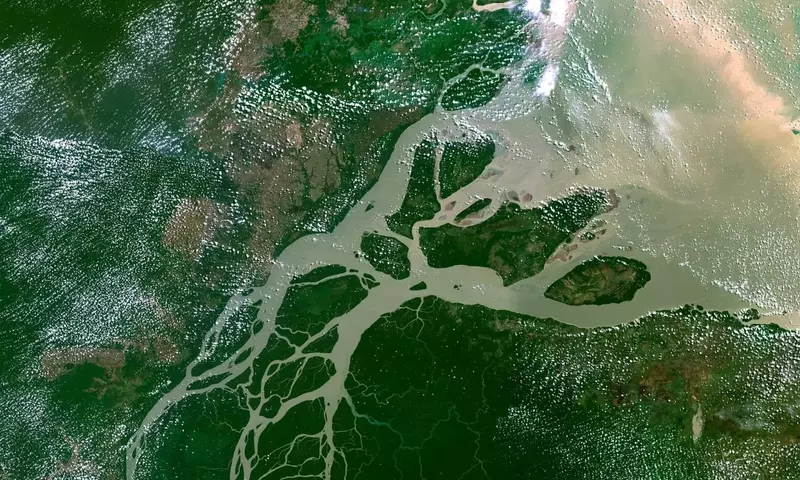 Killer-Algen im Amazonas-Mündungsgebiet: Wenn Plankton zu Räubern wird