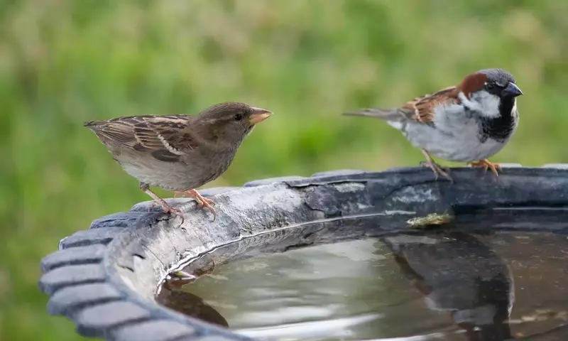 Besorgniserregender Rückgang der Gartenvögel in Deutschland festgestellt