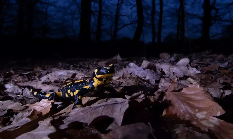 Das Rätsel der Feuer-Salamander im Kruppwald: Überleben inmitten einer tödlichen Pilzbedrohung