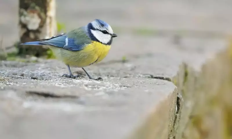 Stadt- und Landtiere: Ein Vergleich des Verhaltens