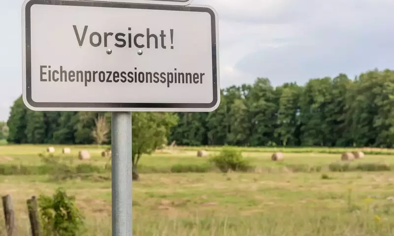 Eichenprozessionsspinner: Gefahr und Prävention
