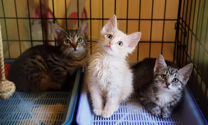 Tierschutz in Not: Deutscher Tierschutzbund verklagt Bundesregierung
