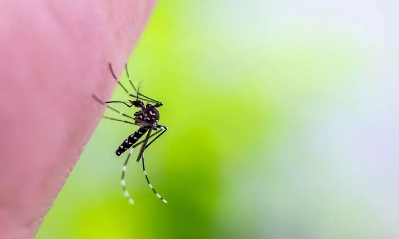 Mückenspray-Paradox: Wie Moskitos DEET als Anziehungsmittel lernen