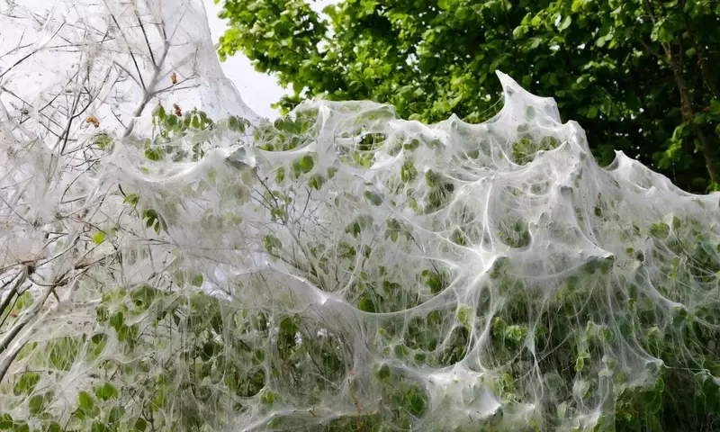 Das Mysterium der spinnennetzartigen Pflanzenhüllen: Ein Naturphänomen erklärt