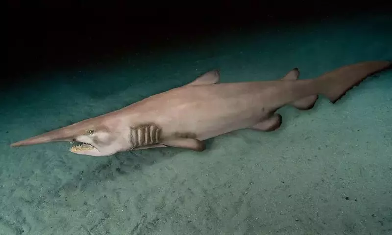 Erste Unterwasseraufnahmen eines seltenen Koboldhais im Pazifik enthüllt