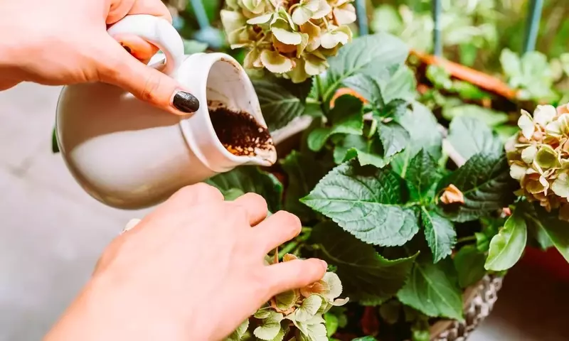 Die Kunst des Düngens mit Kaffeesatz: Häufige Fehler vermeiden und Pflanzen optimal pflegen