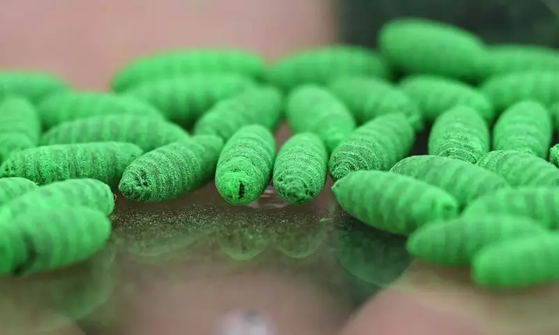 Der fleischfressende Wurm in den USA: Eine Herausforderung zwischen Biologie und Politik