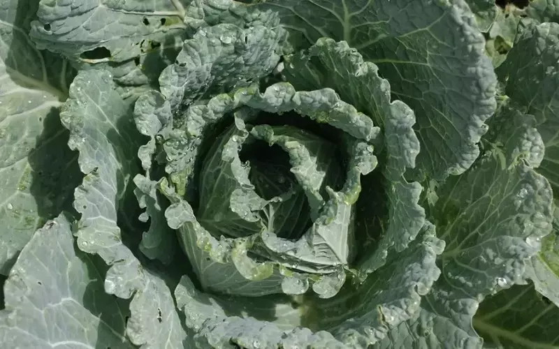 Saisonal und nachhaltig durch den Winter: Eine kulinarische Entdeckungsreise